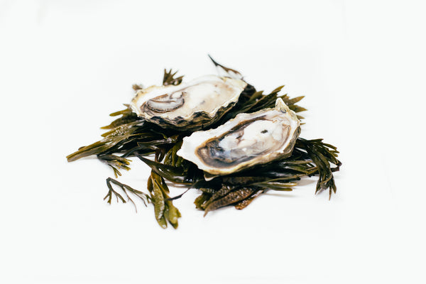 Quilcene Oysters